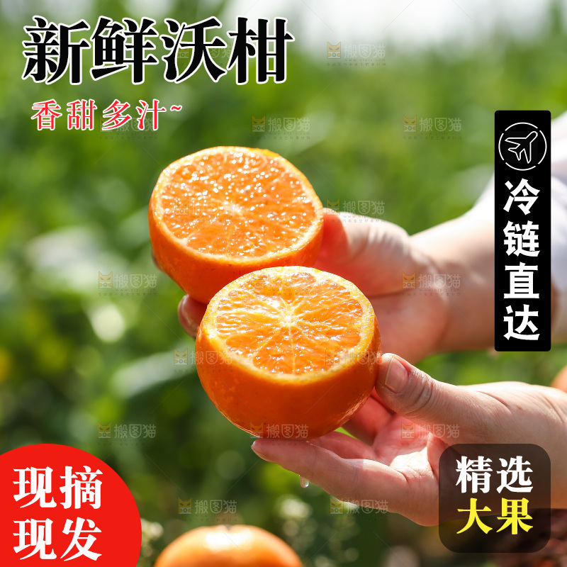 手里拿着新鲜沃柑