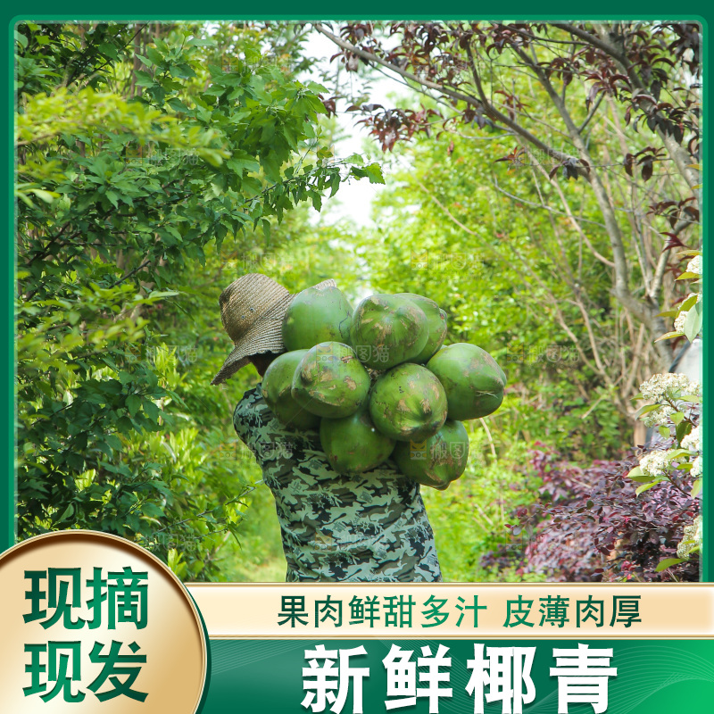 农民背着椰青