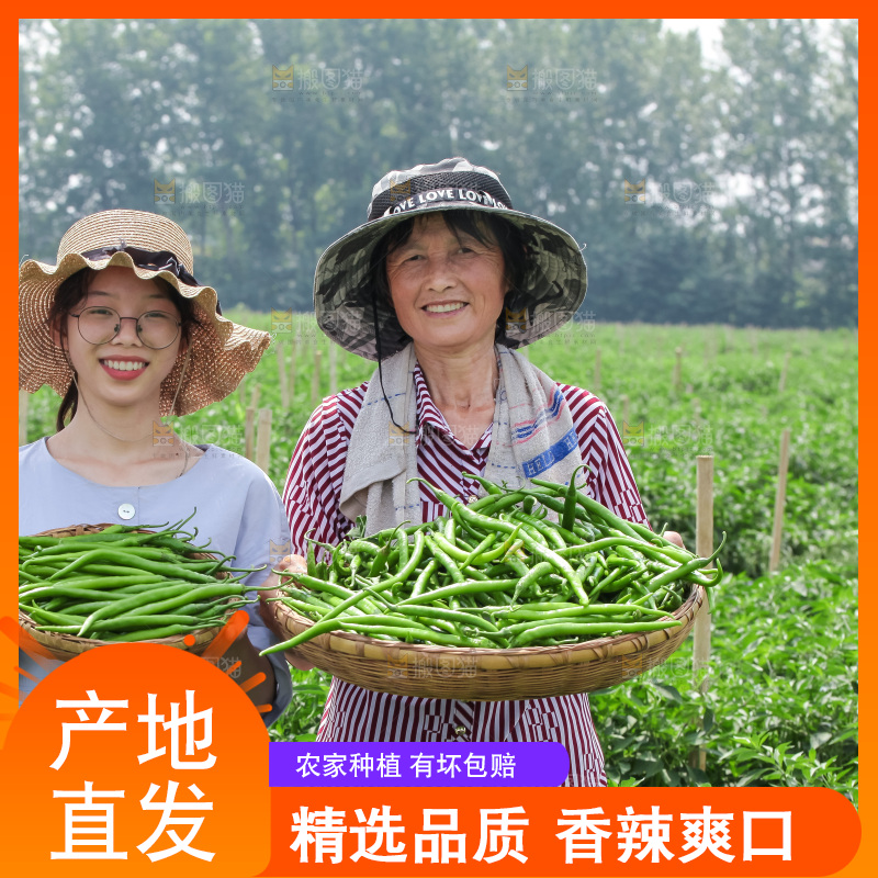 手里拿着现摘线椒