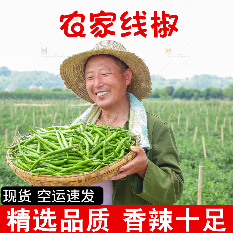 手里拿着现摘线椒
