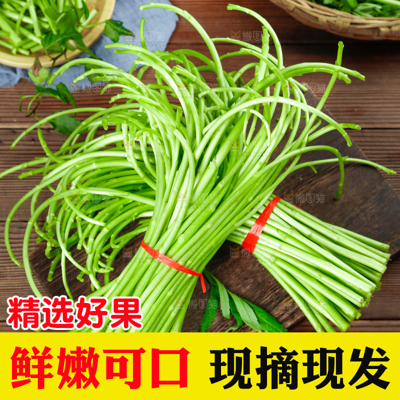 木底上的江西藜蒿
