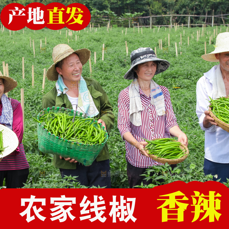 手里拿着现摘线椒