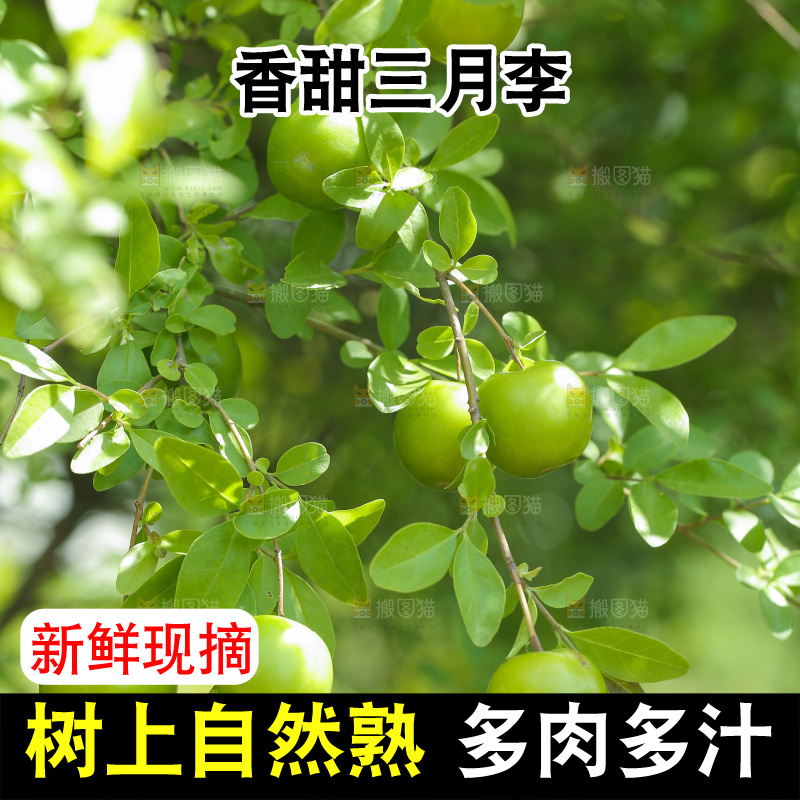 果园里树枝的三月李
