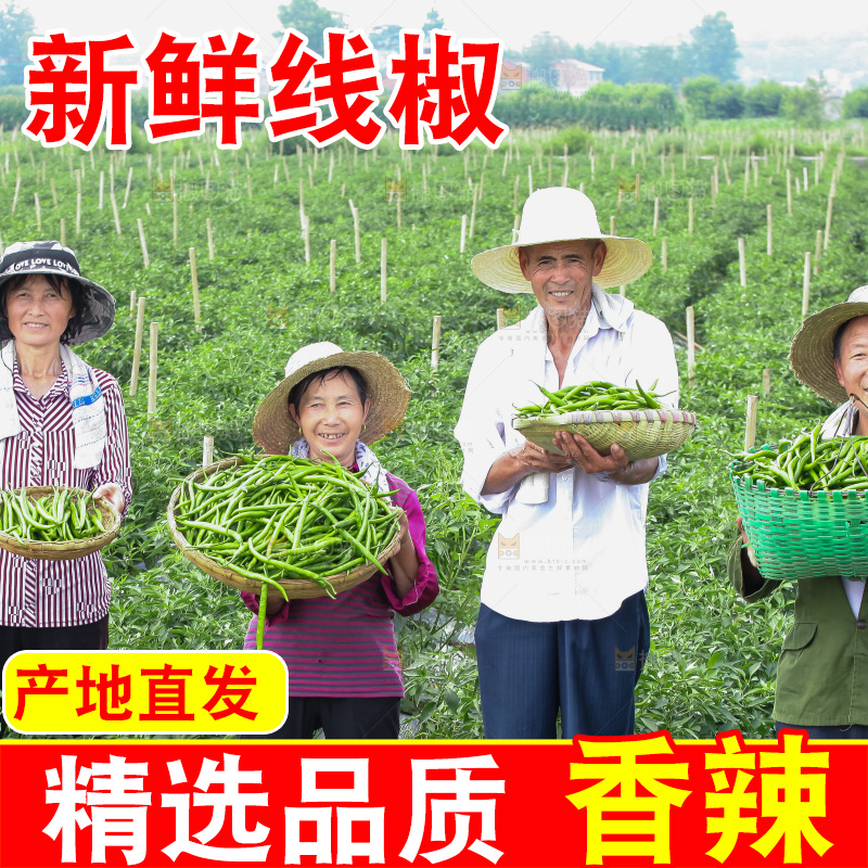 手里拿着现摘线椒