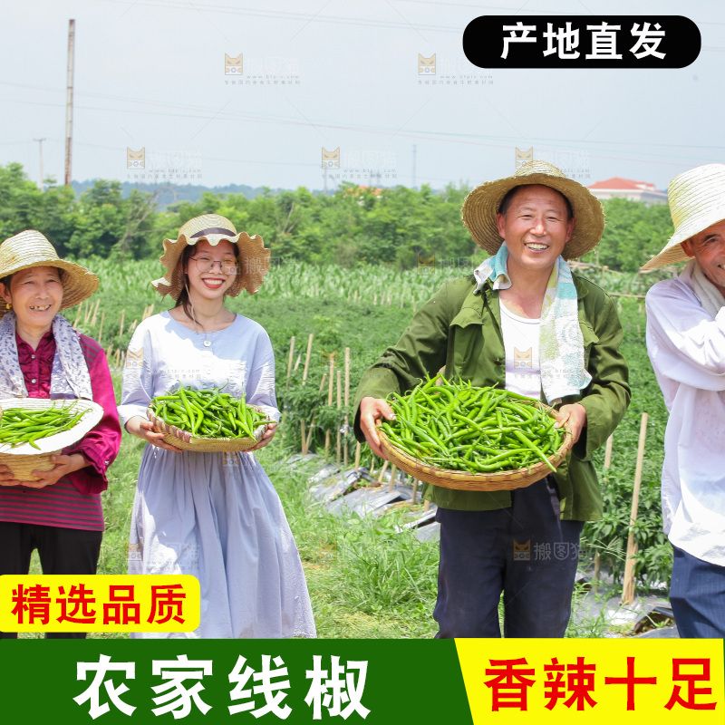 手里拿着现摘线椒