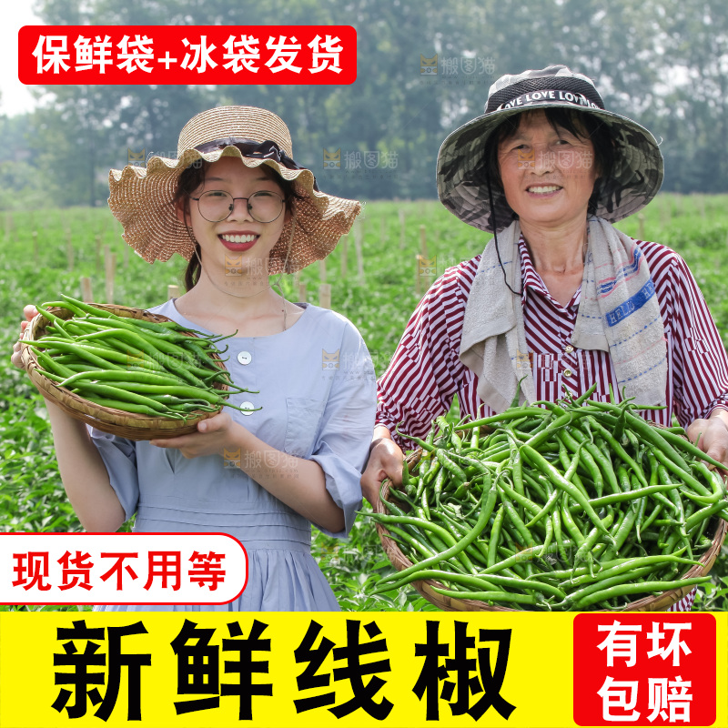 手里拿着现摘线椒