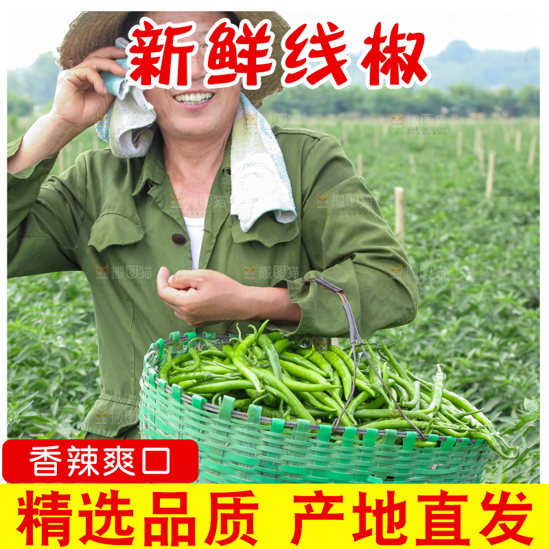 手里拿着现摘线椒
