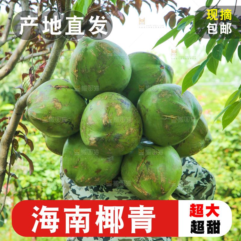 农民背着椰青