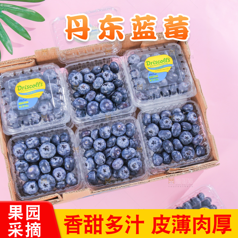 浅底上的新鲜蓝莓