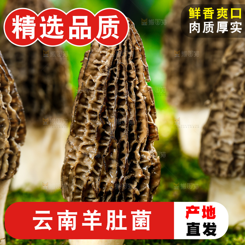 深底上的羊肚菌