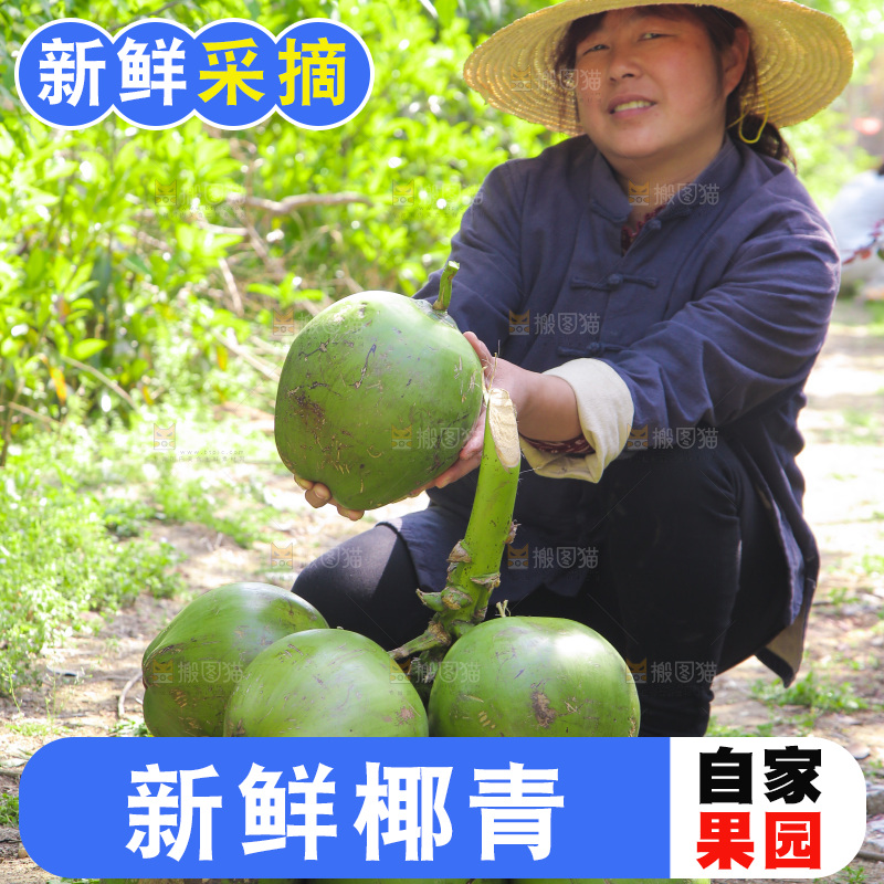 女人手里拿着椰青