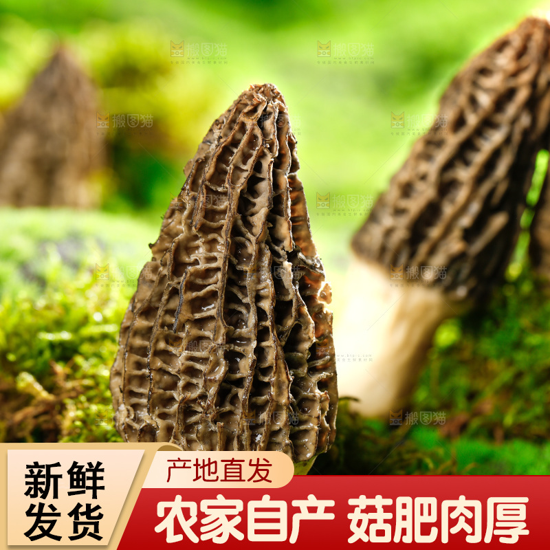 草地上的羊肚菇