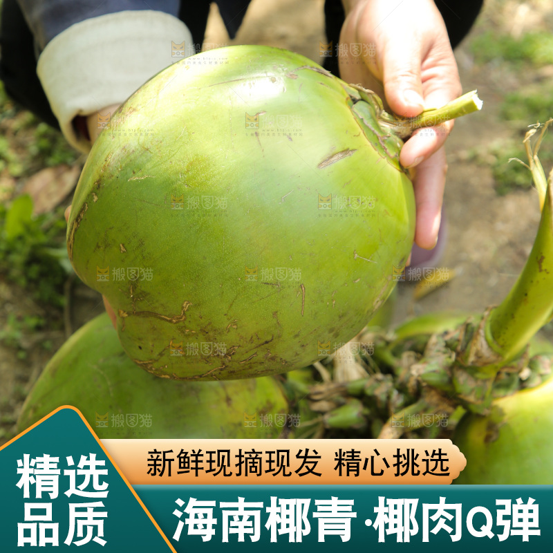 手里拿着带皮椰青