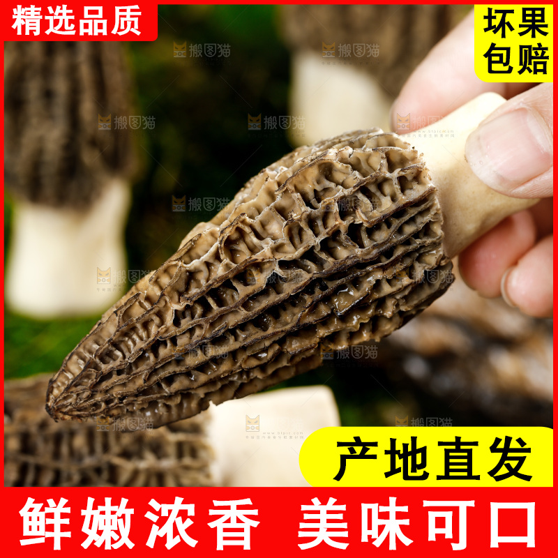 深底上的羊肚菌