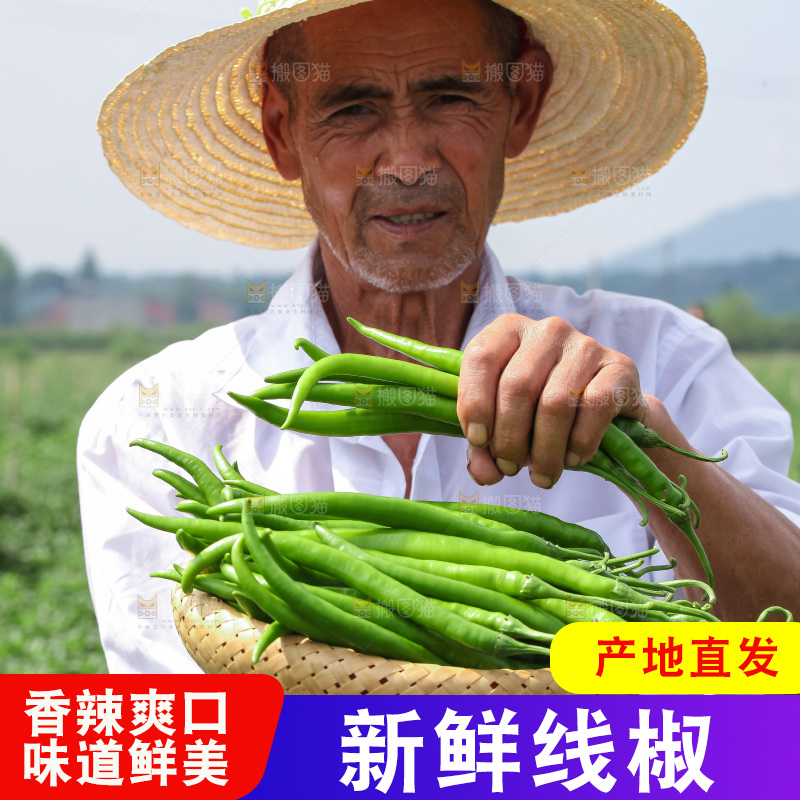 手里拿着现摘线椒