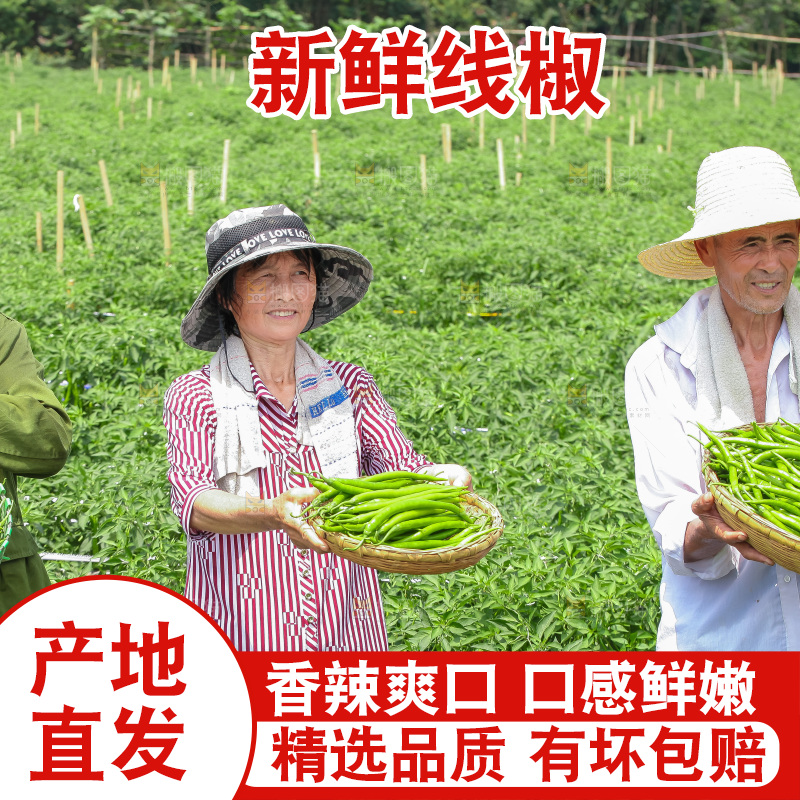手里拿着现摘线椒