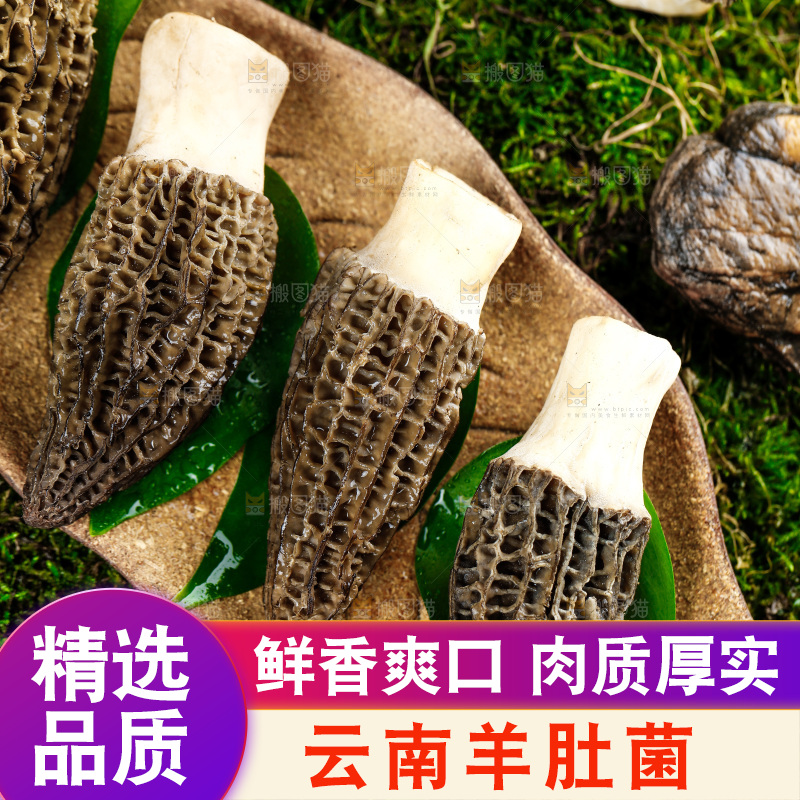 深底上的羊肚菌