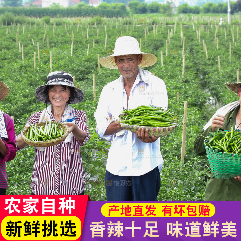 手里拿着现摘线椒