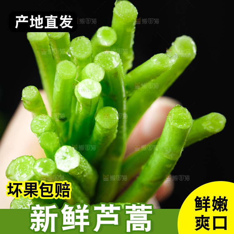 木底上的江西藜蒿