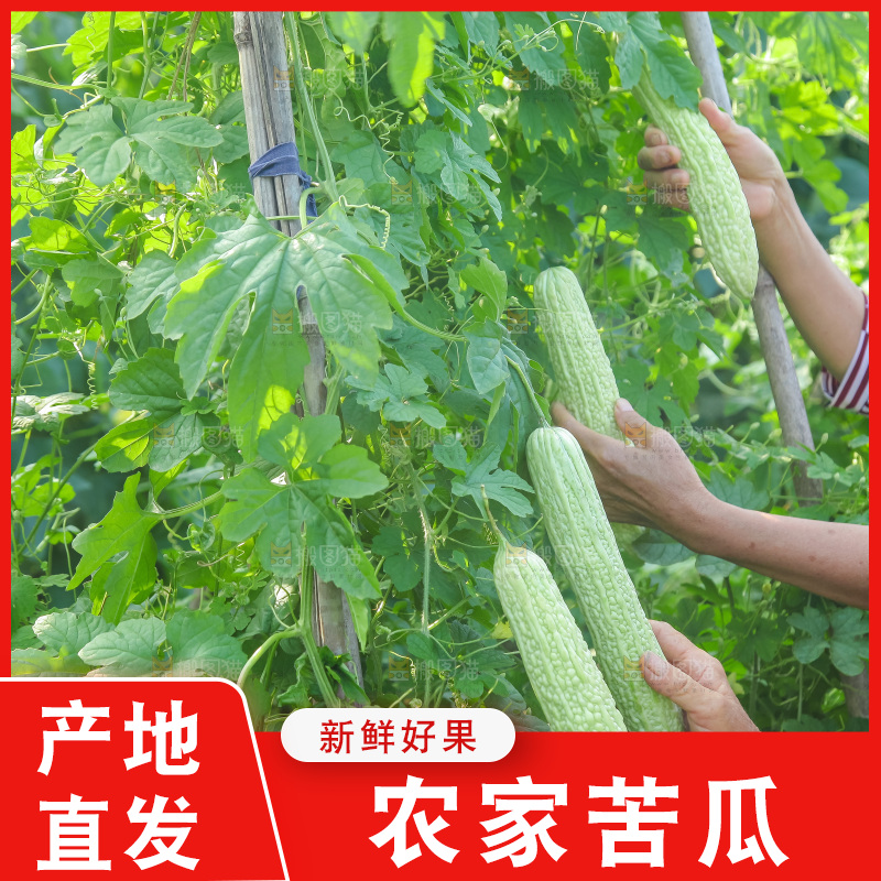 手里拿着新鲜苦瓜