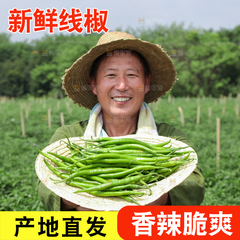 手里拿着现摘线椒