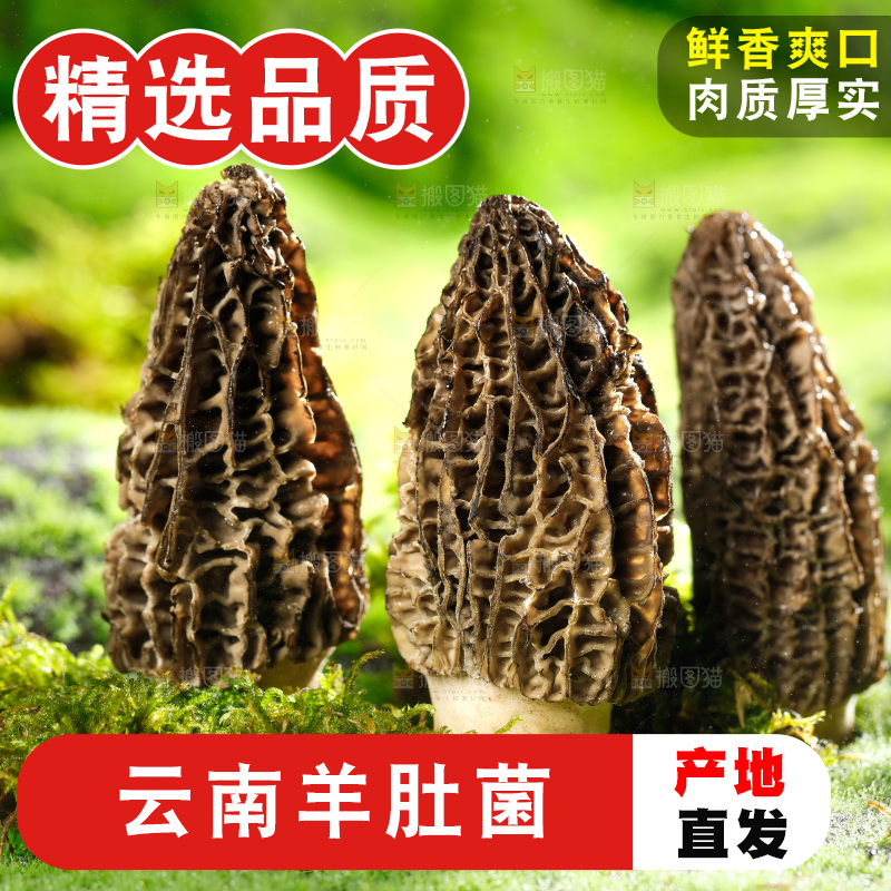 草地上的羊肚菇