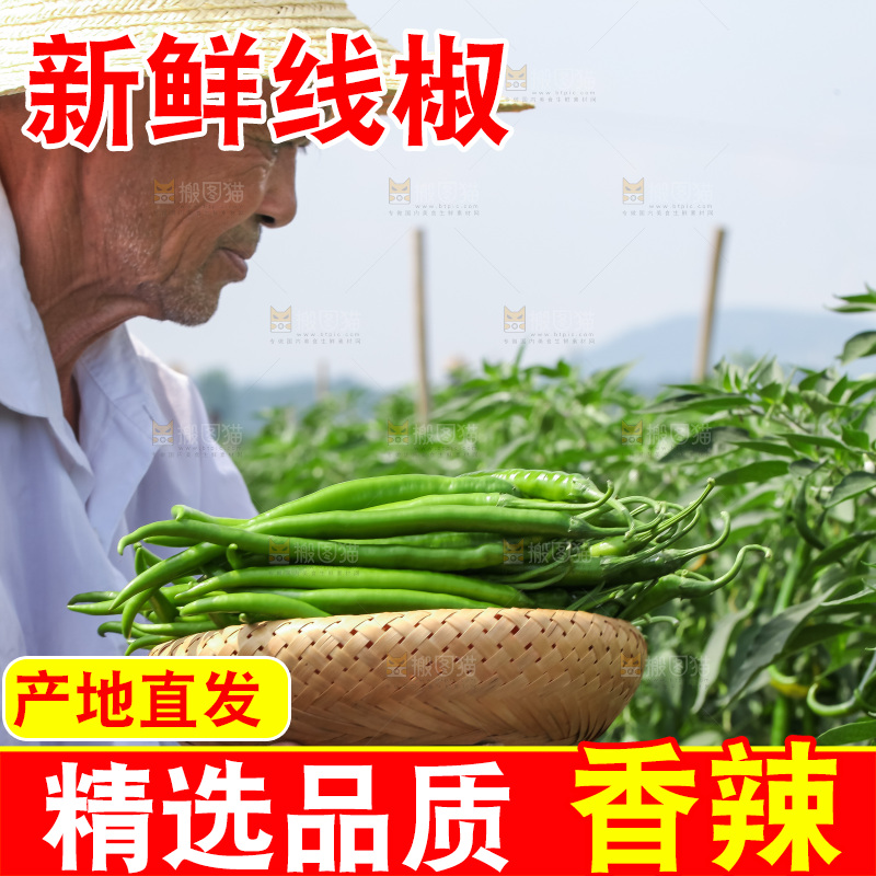 手里拿着现摘线椒