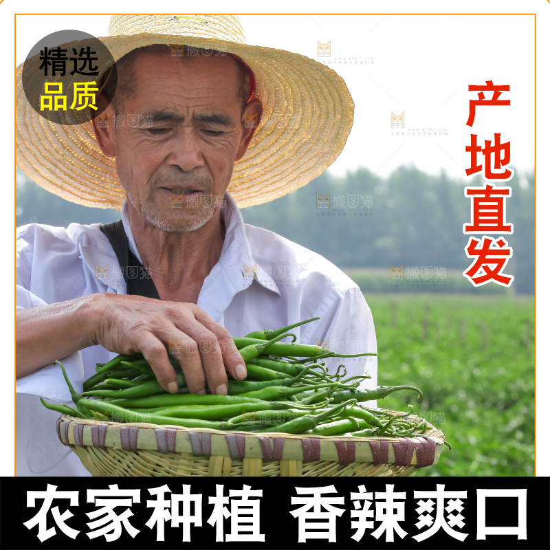手里拿着现摘线椒