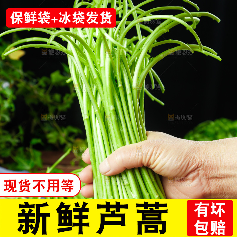 木底上的江西藜蒿