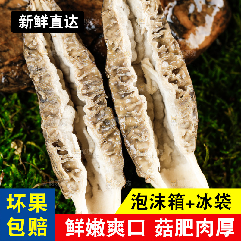 深底上的羊肚菌
