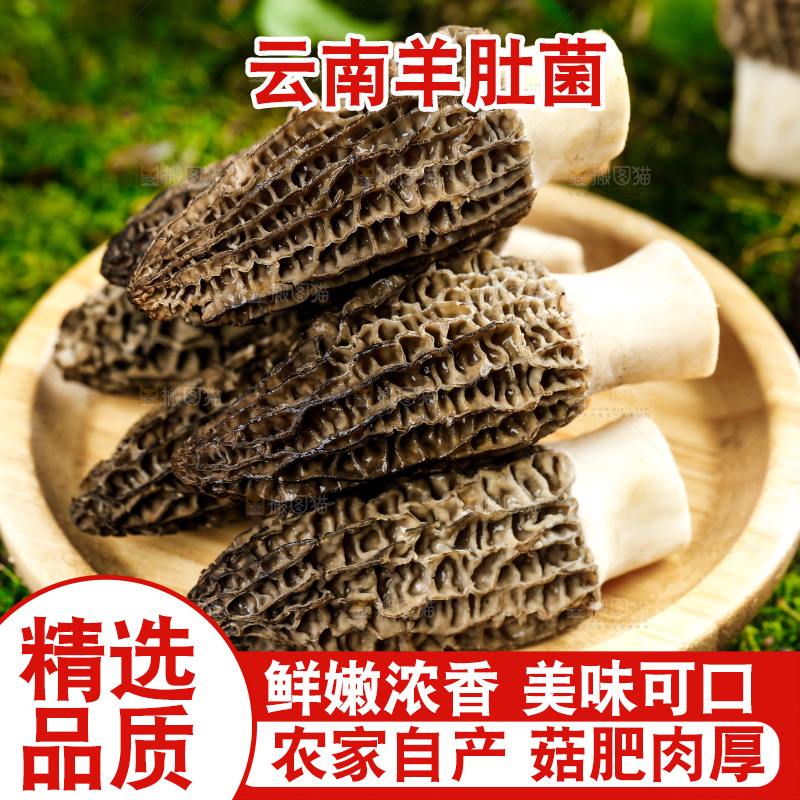深底上的羊肚菌