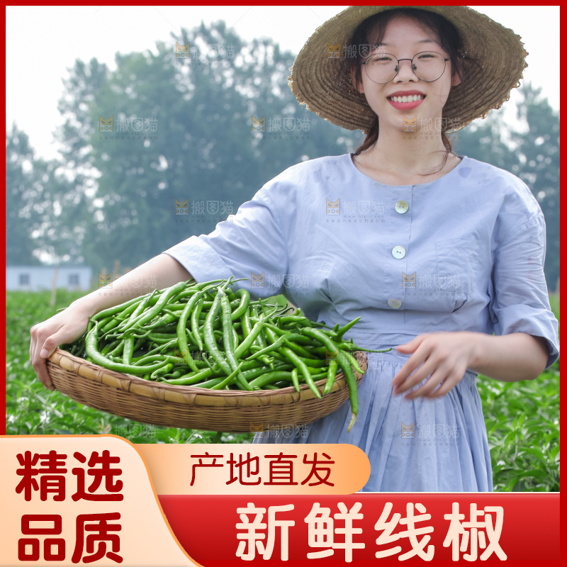 手里拿着现摘线椒