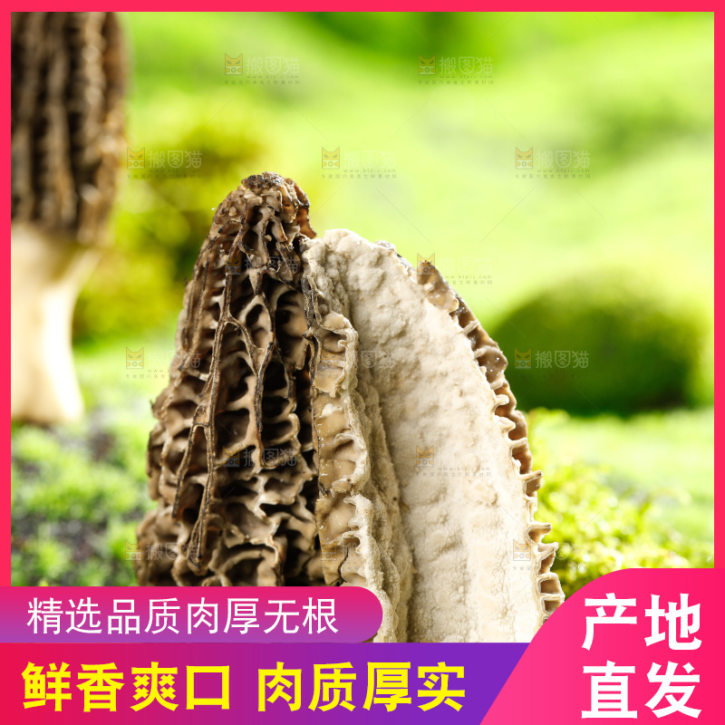草地上的羊肚菇