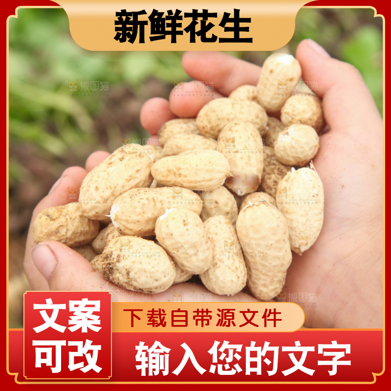 花生地里的新鲜花生