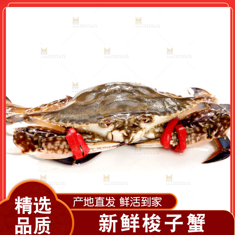 白底上的梭子蟹