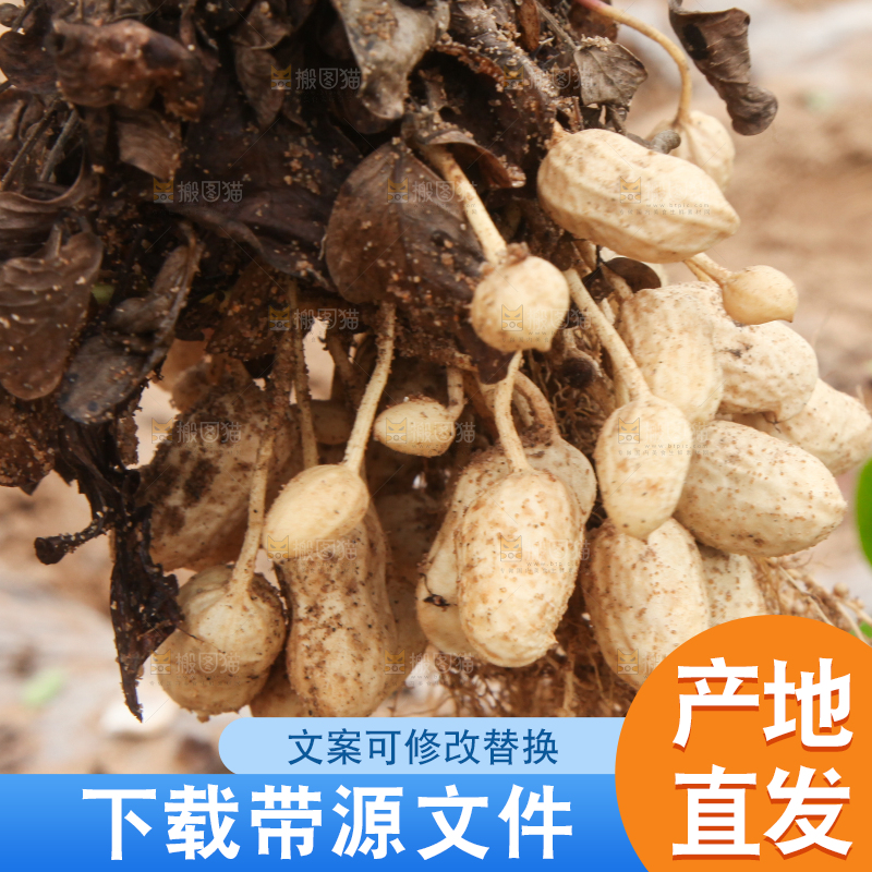 花生地里的新鲜花生