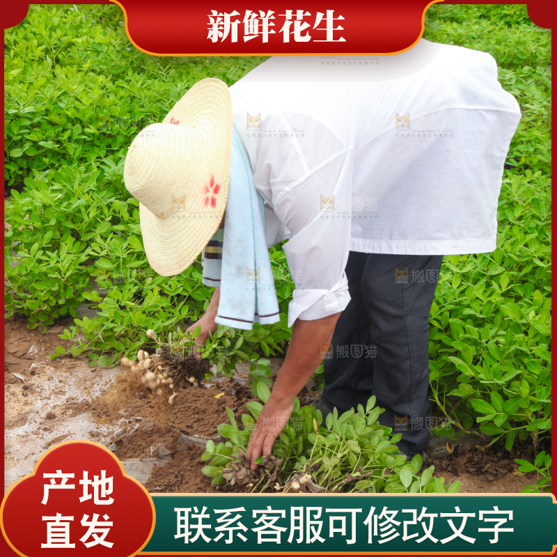 手里拿着现挖花生