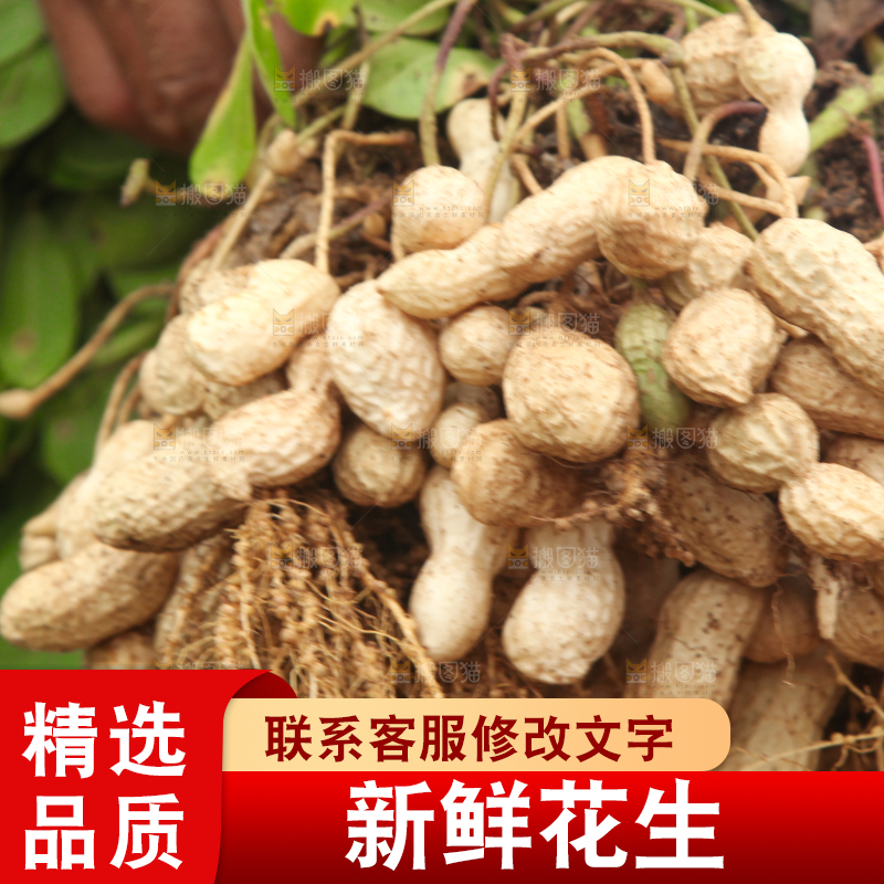 手里拿着现挖花生