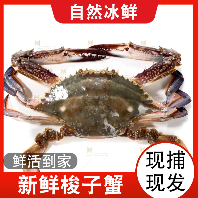 白底上的梭子蟹