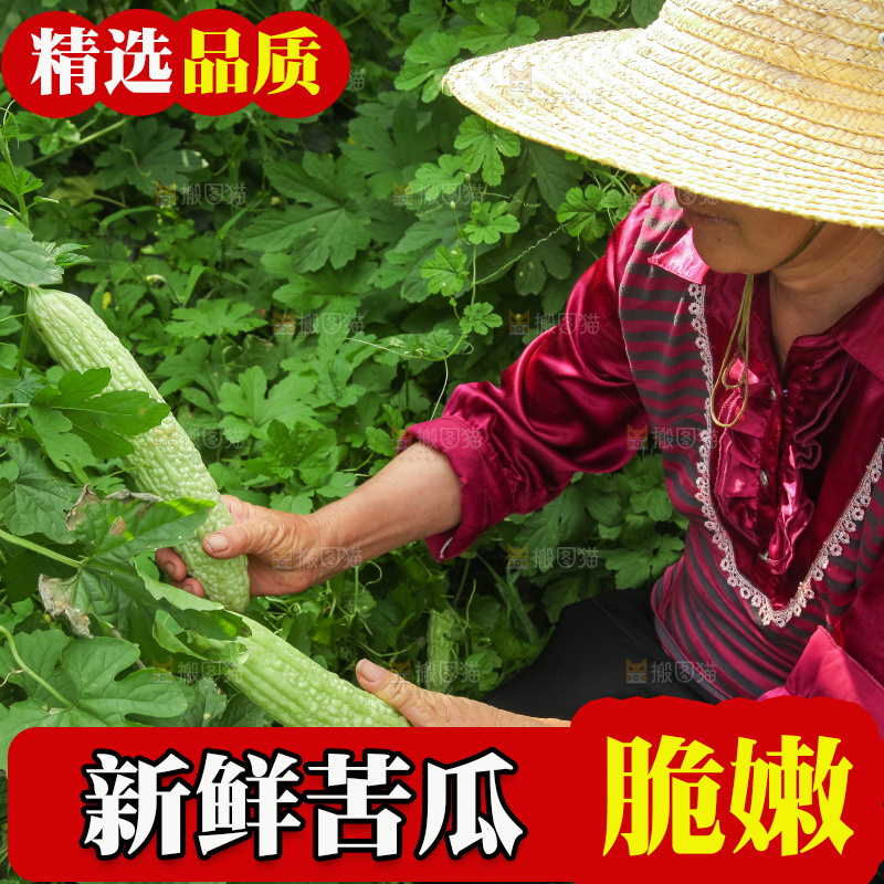手里拿着新鲜苦瓜
