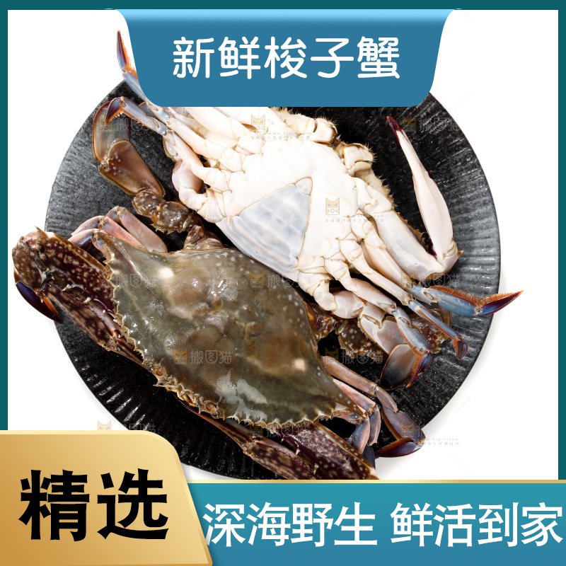 白底上的梭子蟹