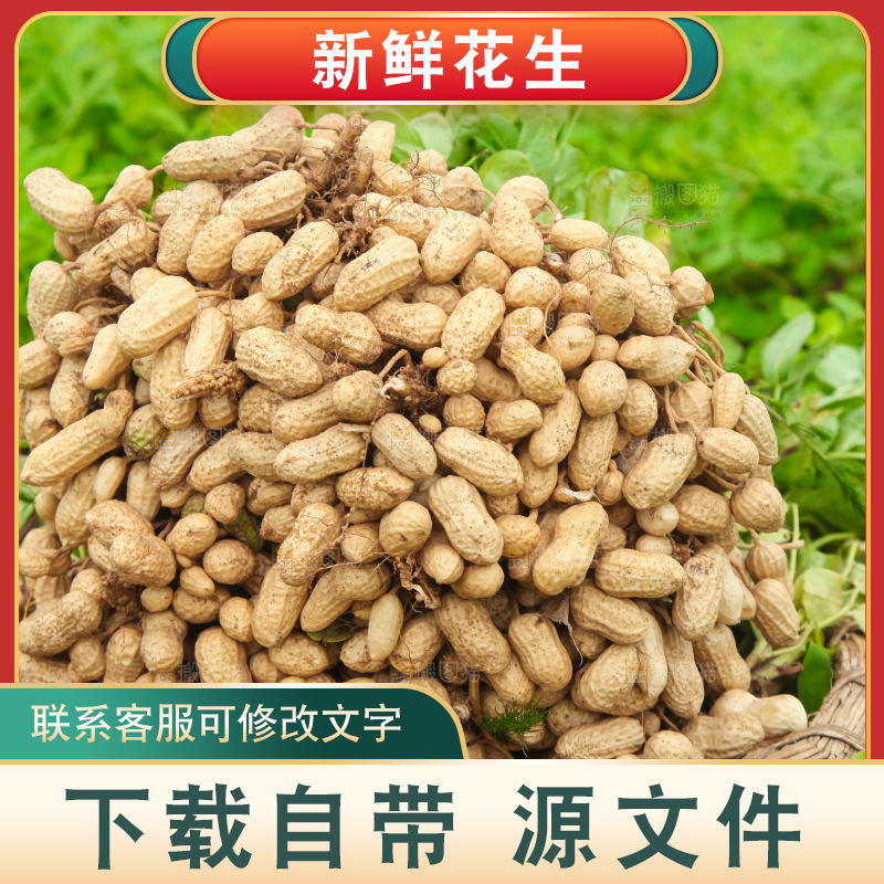 花生地里的新鲜花生
