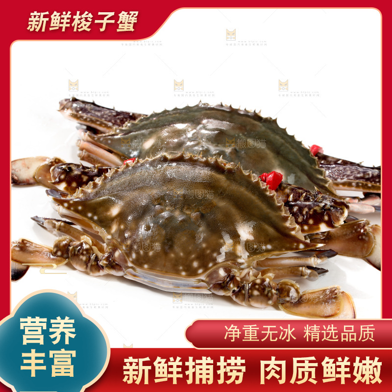 白底上的梭子蟹