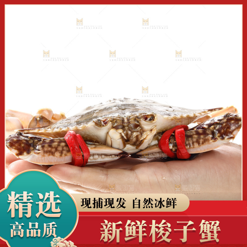 白底上的梭子蟹