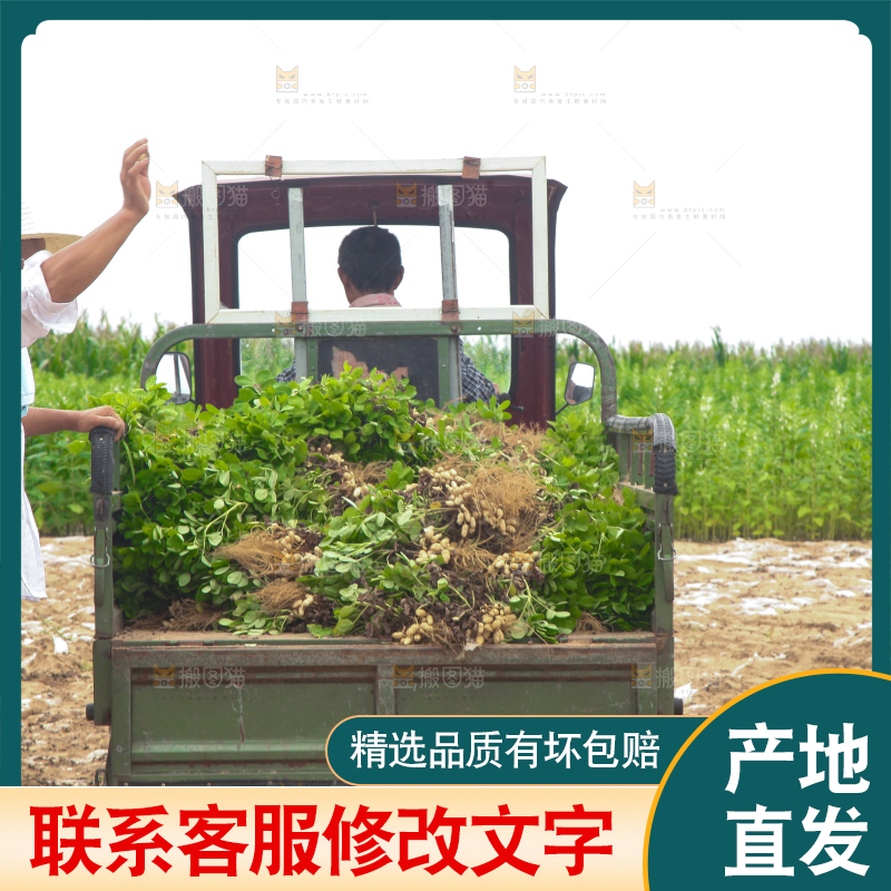 手里拿着现挖花生