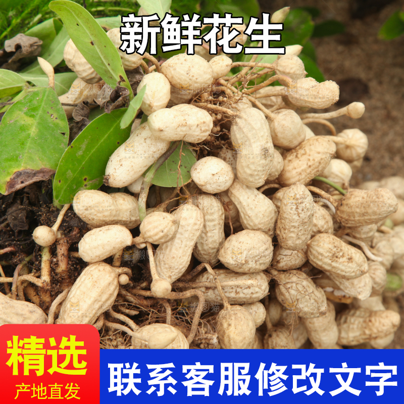 花生地里的新鲜花生