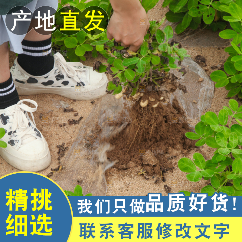 手里拿着现挖花生