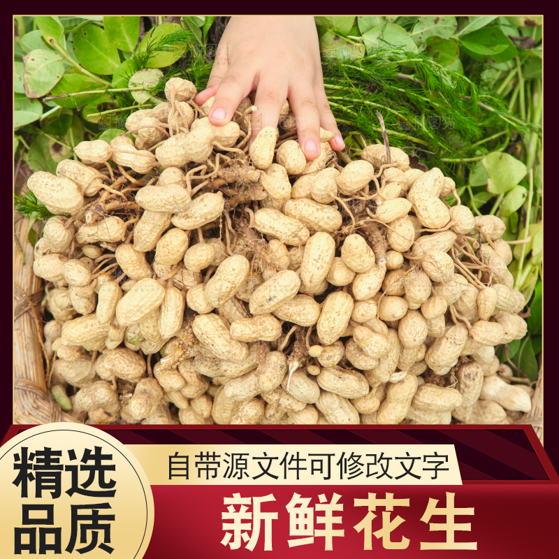 花生地里的新鲜花生
