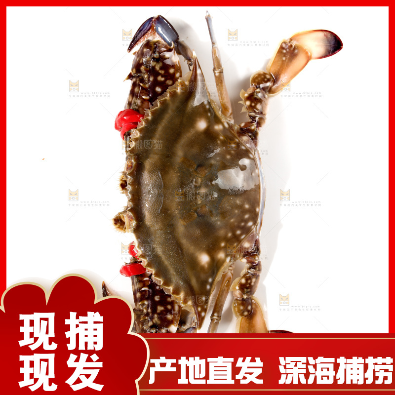 白底上的梭子蟹