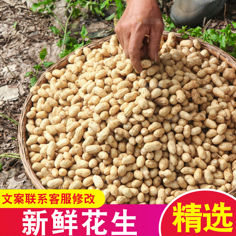 花生地里的新鲜花生